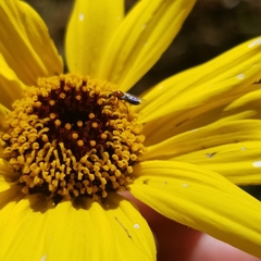 Dilophus occipitalis