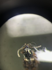 Bembidion versicolor