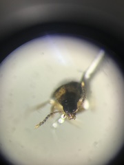 Lordithon scutellaris