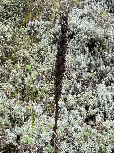 East African Mountain Orchid (Disa stairsii)