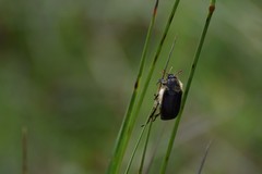 Melolontha melolontha