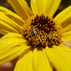 Dilophus occipitalis