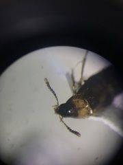 Lordithon scutellaris