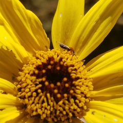 Dilophus occipitalis