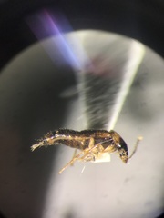 Lordithon scutellaris