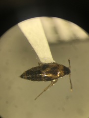 Lordithon scutellaris