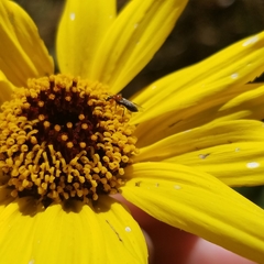 Dilophus occipitalis