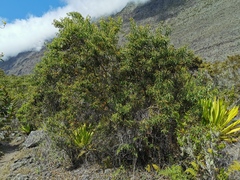 Agarista salicifolia