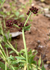Corrigiola litoralis