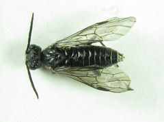 Dolerus genucinctus