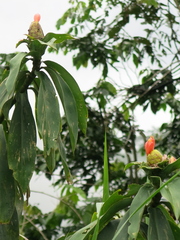 Costus