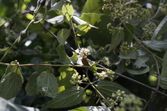 Ageratina areolaris