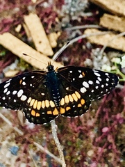 Chlosyne endeis pardelina