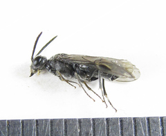 Dolerus genucinctus