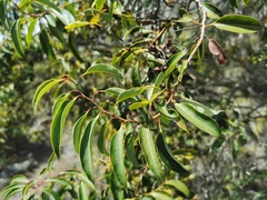 Agarista salicifolia