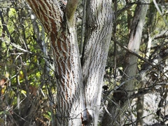 Agarista salicifolia