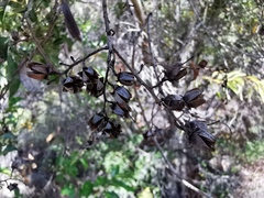 Agarista salicifolia
