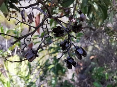 Agarista salicifolia