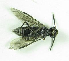 Dolerus genucinctus
