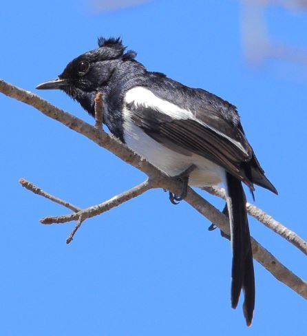 Madagascar Magpie-Robin