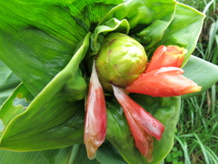 Costus