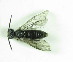 Dolerus genucinctus