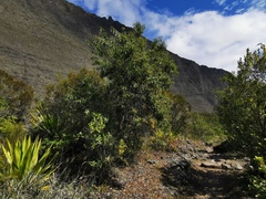 Agarista salicifolia