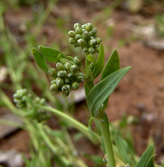 Corrigiola litoralis