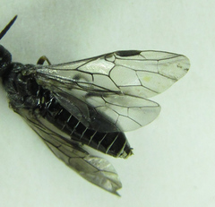 Dolerus genucinctus