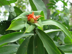 Costus