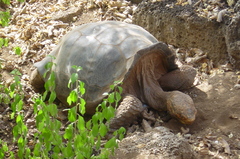 Chelonoidis niger abingdonii
