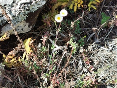 Erigeron karvinskianus image