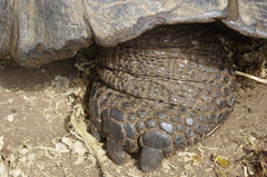 Chelonoidis niger abingdonii