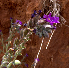 Anchusa undulata