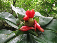 Costus