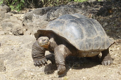 Chelonoidis niger abingdonii