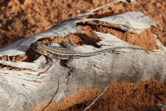 Ctenophorus spinodomus