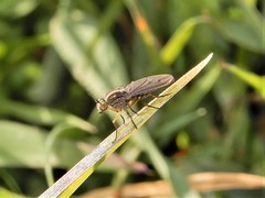 Tetrachaetus bipunctatus