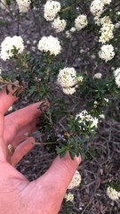 Pomaderris obcordata