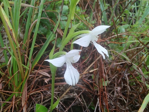 Phantom Orchid