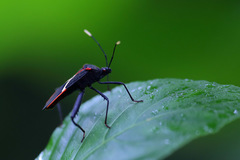 Leptoscelis conspicuus