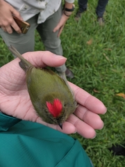 Chiroxiphia linearis