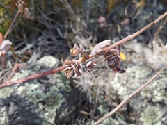 Kalanchoe fedtschenkoi