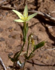 Centaurium maritimum