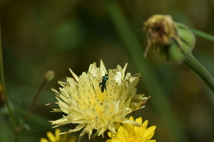 Oedemera nobilis