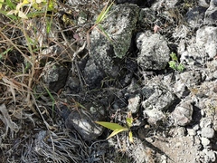 Kalanchoe fedtschenkoi