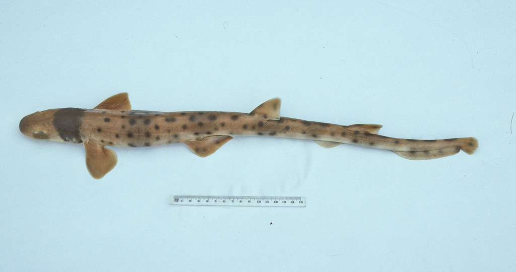 Cat Shark