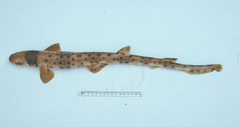 Cat Shark photo 1