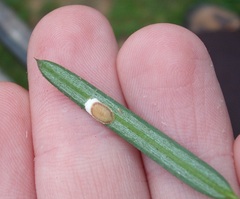 Pulvinaria camelicola