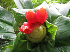 Costus